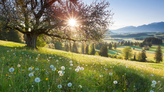 a herd of sheep grazing on a lush green field jigsaw puzzle