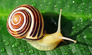 a snail sitting on the ground jigsaw puzzle