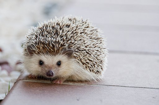 a small brown animal jigsaw puzzle