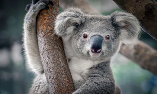 a close up of a koala jigsaw puzzle