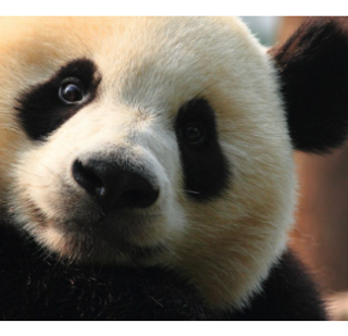 a panda sitting down and looking at the camera jigsaw puzzle