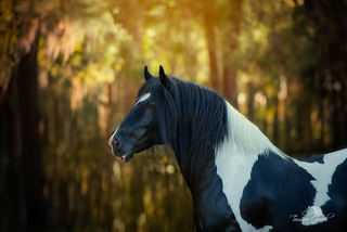 a brown horse jigsaw puzzle