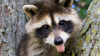 a close up of a raccoon jigsaw puzzle