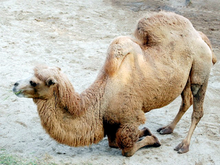 a camel standing in the sand jigsaw puzzle