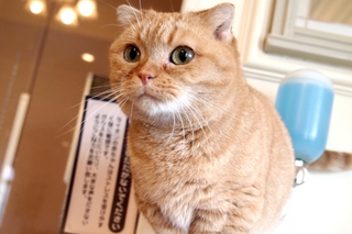 a cat sitting on a counter jigsaw puzzle