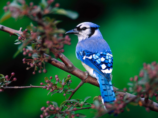 a small blue bird perched on a tree branch jigsaw puzzle