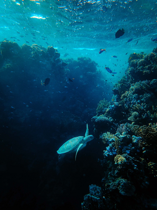 underwater view of the water jigsaw puzzle