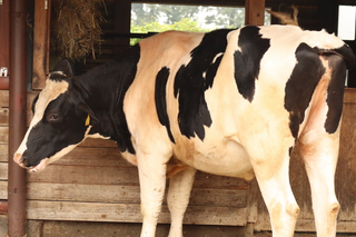 a cow standing next to a fence jigsaw puzzle
