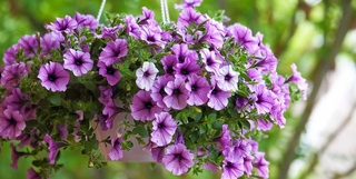 a close up of a purple flower with Hulda Klager Lilac Gardens in the background jigsaw puzzle