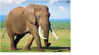 a large elephant walking across a grass covered field jigsaw puzzle