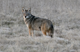 a wolf that is standing on a dry grass field jigsaw puzzle