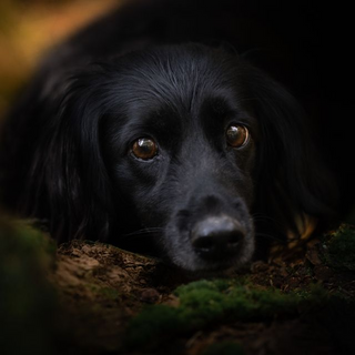 a close up of a dog jigsaw puzzle