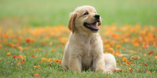 a dog sitting on top of a grass covered field jigsaw puzzle