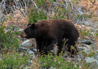 a large brown bear walking through a forest jigsaw puzzle