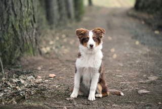 a dog sitting on a bench jigsaw puzzle
