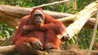 an animal sitting on a branch jigsaw puzzle