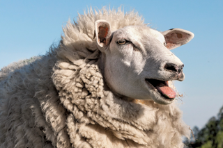 a close up of a sheep jigsaw puzzle