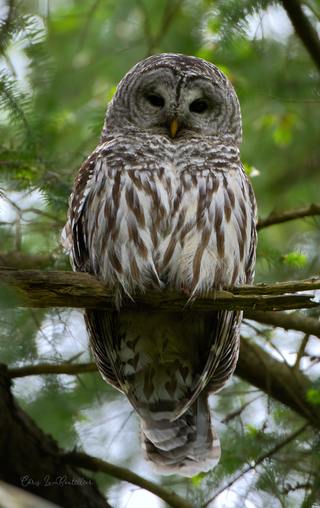 an owl perched on a tree branch jigsaw puzzle