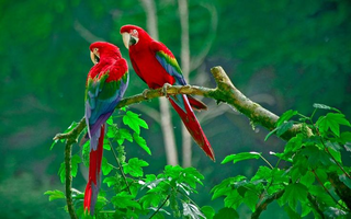 a colorful bird perched on a tree branch jigsaw puzzle