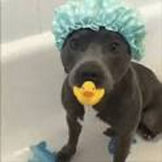 a dog wearing a hat jigsaw puzzle