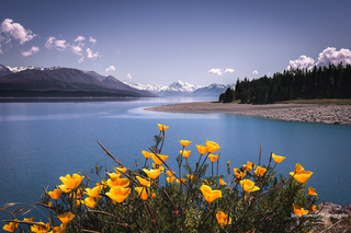 a flower in a body of water jigsaw puzzle