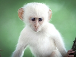 a monkey holding a dog jigsaw puzzle