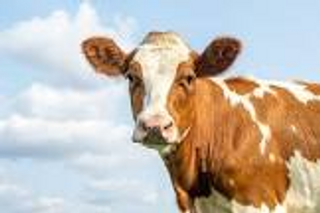 a brown cow standing on top of a field jigsaw puzzle