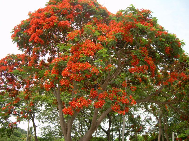 a large tree jigsaw puzzle