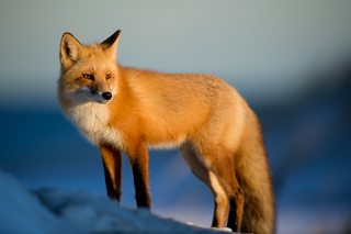 a fox looking at the camera jigsaw puzzle