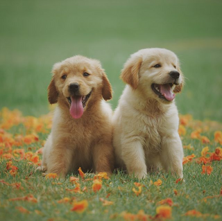 a dog sitting in the grass jigsaw puzzle