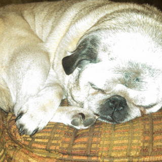 a dog that is lying down and looking at the camera jigsaw puzzle
