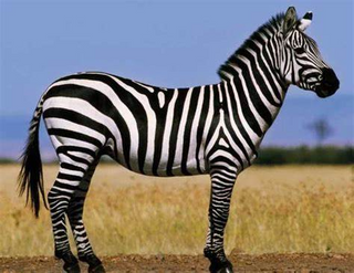 a zebra standing on top of a grass covered field jigsaw puzzle