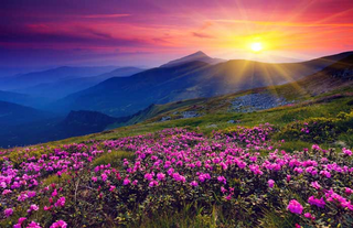 a purple flower in a field jigsaw puzzle