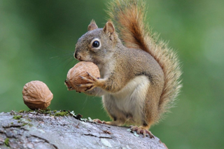 a squirrel on a table jigsaw puzzle