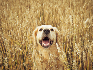 a dog sitting on top of a dry grass field jigsaw puzzle