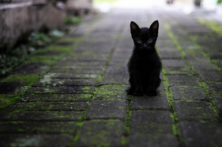 a cat sitting on a bench jigsaw puzzle