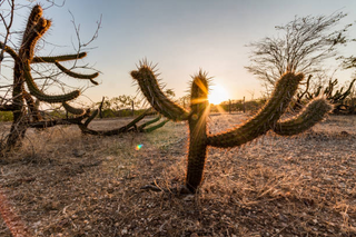 a cactus in a dirt field jigsaw puzzle