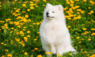 a fox sitting in the grass jigsaw puzzle