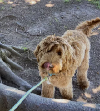 a brown dog carrying a frisbee in its mouth jigsaw puzzle