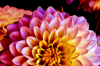 a close up of a flower jigsaw puzzle