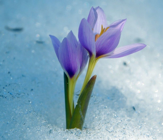 a close up of a flower jigsaw puzzle