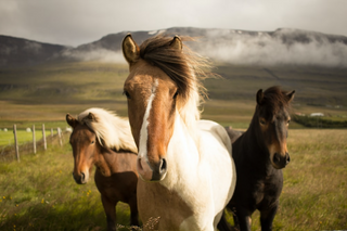 a horse standing on top of a grass covered field jigsaw puzzle