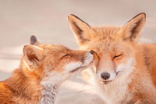 a cat sitting on top of a fox jigsaw puzzle