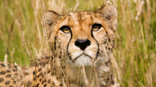 a close up of a cat standing on a dry grass field jigsaw puzzle