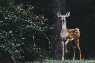 a small brown animal standing on grass jigsaw puzzle