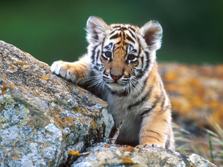 a tiger sitting on a rock jigsaw puzzle