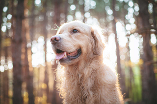 a close up of a dog jigsaw puzzle