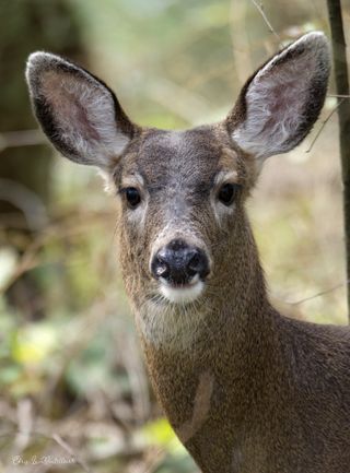 an animal looking at the camera jigsaw puzzle
