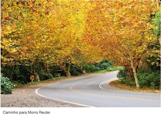 a tree in the middle of a road jigsaw puzzle