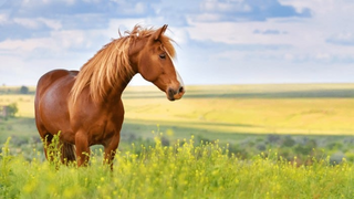 a brown horse standing on top of a grass covered field jigsaw puzzle